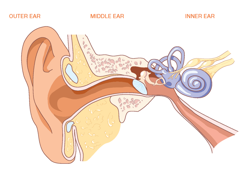 Hearing Awareness Week What is Otitis Media?